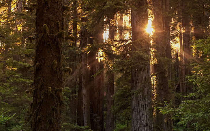 Hutan Sinar Matahari Pohon Redwood HD, alam, pohon, sinar matahari, hutan, kayu merah, Wallpaper HD