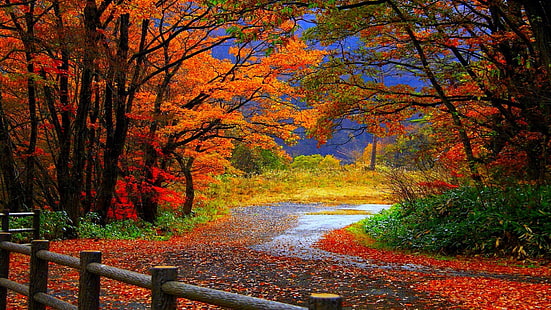 Wallpaper Autumn Nature Photography HD 17, Wallpaper HD HD wallpaper