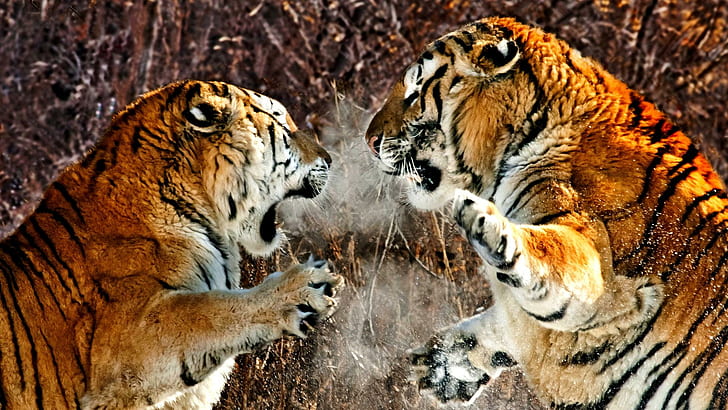 Territorial Fight, 2 bengal tigers, tiger, seasons, enemy, strength,  fighting, HD wallpaper | Wallpaperbetter