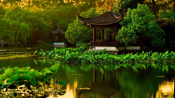 зеленые лиственные растения, вода, деревья, пруд, парк, сад, Китай, пагода, лотос, Ханчжоу, беседки, HD обои