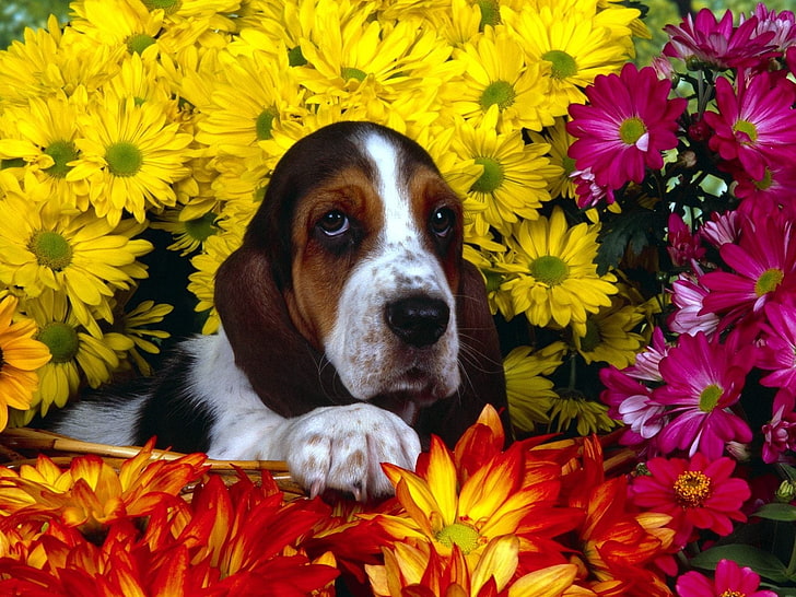 взрослая трехцветная бассет-хаунд, собака, цветы, бассет, сидит, уши, HD обои