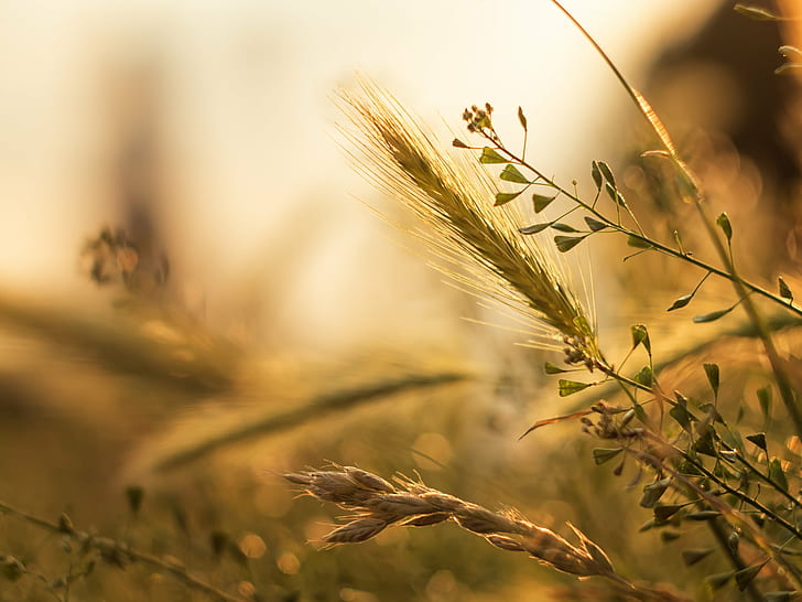 selective focus photography of wheat, Summer, light, selective focus, photography, wheat, Sommer, flower, plant, Panasonic Lumix GX8, CZJ, F1.8, bokeh, dof, grain, vintage, lens, Peach, MFT, M43, nature, agriculture, field, rural Scene, yellow, cereal Plant, crop, outdoors, farm, growth, gold Colored, grass, meadow, sunset, sunlight, seed, close-up, HD wallpaper
