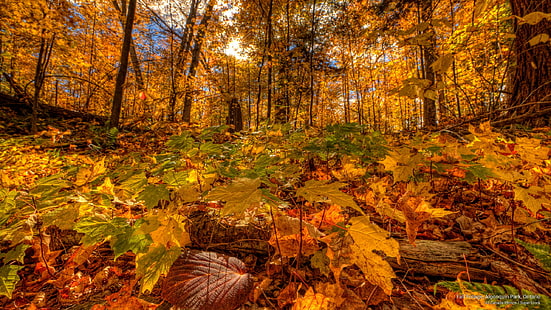 Есенна зеленина, парк Алгонкин, Онтарио, есен, HD тапет HD wallpaper