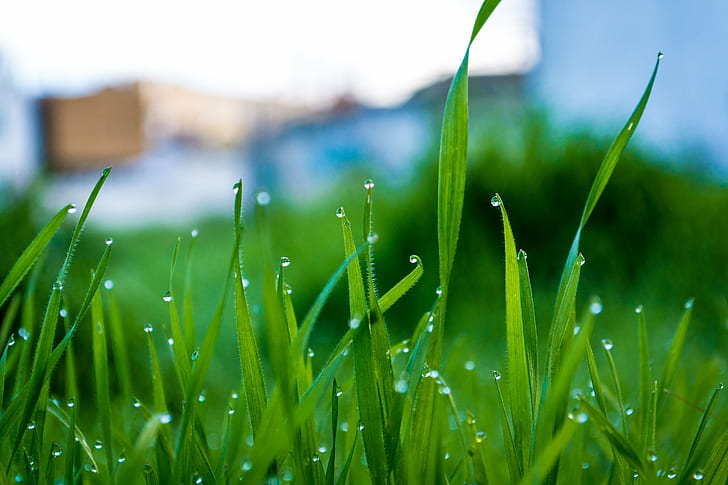 morning dew in grass photo, grass, Droplets, morning dew, photo, green  grass, morning  light, nature, grass, green Color, drop, freshness, summer, dew, close-up, meadow, plant, springtime, outdoors, water, HD wallpaper