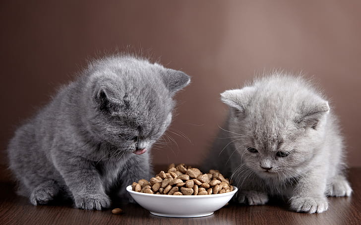Two gray kittens, bowl, food, Two, Gray, Kittens, Bowl, Food, HD wallpaper