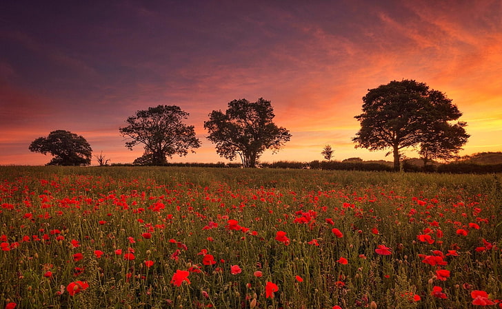 Flowers, Poppy, Field, Nature, Red Flower, Sky, Summer, Sunset, Tree, HD wallpaper