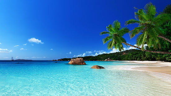 spiaggia, costa, oceano, palma, paradiso, mare, estate, tropicale, Sfondo HD HD wallpaper