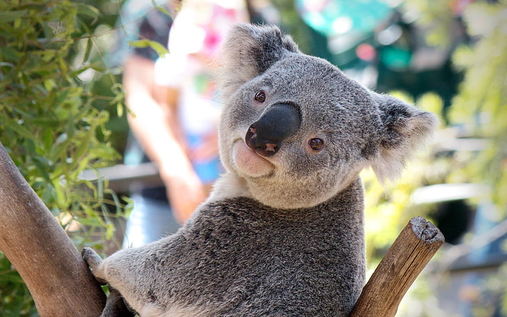 Koala bear, koala, binatang, wajah, hidung, Wallpaper HD