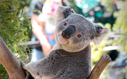 Miś koala, koala, zwierzę, twarz, nos, Tapety HD HD wallpaper