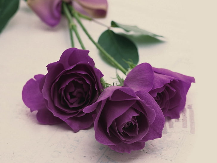 фиолетовые розы, розы, цветы, три, лежат, фиолетовые, HD обои