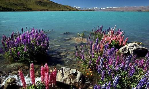 purple and pink petaled flower near white rock surrounded by water, lupins, lake tekapo, nz, lupins, lake tekapo, nz, Russell, Lupins, Lake Tekapo, NZ, purple, pink, flower, white rock, water, New Zealand, Public Domain, Dedication, CC0, geo tagged, photos, nature, summer, blue, plant, scenics, beauty In Nature, outdoors, landscape, HD wallpaper HD wallpaper
