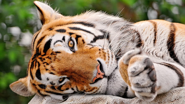 tiger widescreen, HD wallpaper