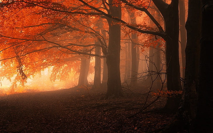 orange belaubte Bäume, Foto von schwarzen Bäumen, Landschaft, Natur, Nebel, Wald, Fall, Bäume, Blätter, Orange, Ruhe, HD-Hintergrundbild