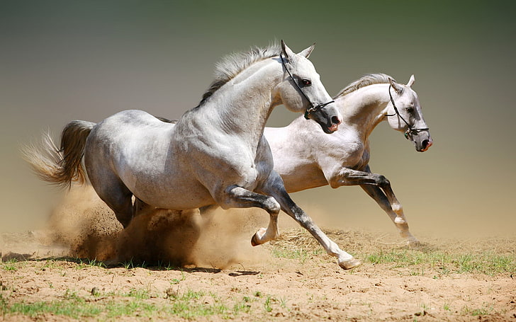 two white horses, horses, dust, jumping, couple, HD wallpaper