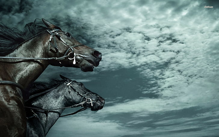 binatang, kuda, Kuda Hitam, Wallpaper HD