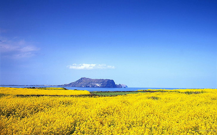 Vacker blomma Ocean-Perfect naturlig HD Desktop .., gult rapsblommafält, HD tapet
