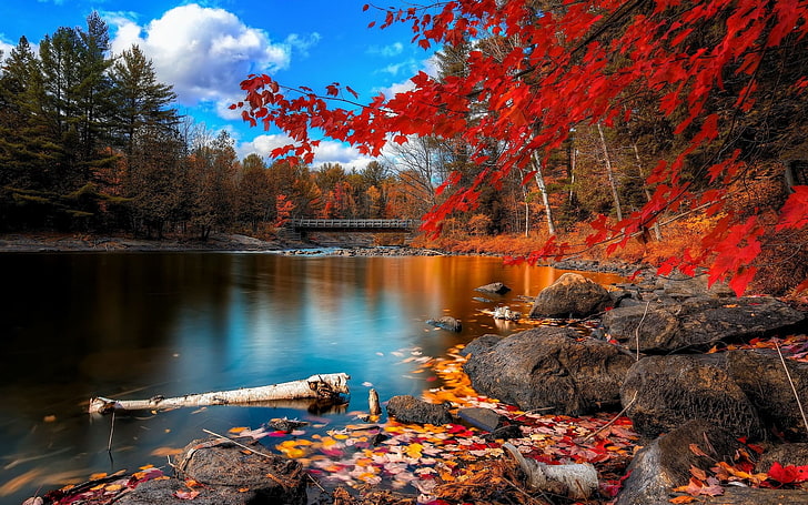 red leafed trees, river surrounded with trees, fall, nature, lake, landscape, water, bridge, trees, stones, clouds, HD wallpaper