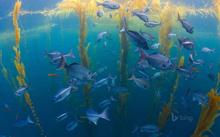 Fish and aquatic plants-Bing theme wallpaper, gray fish illustration, HD wallpaper