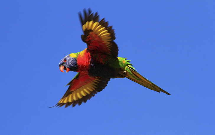 Birds, Rainbow Lorikeet, Bird, Flight, Flying, Parrot, Sky, Wings, HD wallpaper
