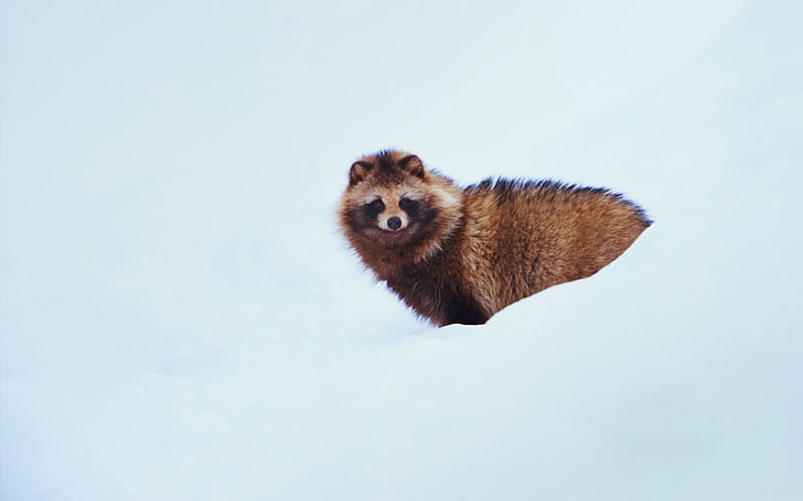 red raccoon, raccoon dog, dog, snow, HD wallpaper