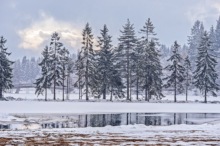 الشتاء والبرد والثلج والأشجار، خلفية HD