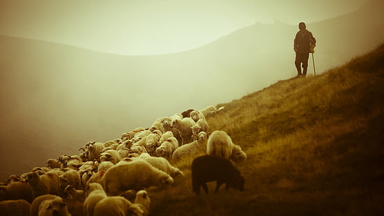 rebaño de ovejas, ovejas, pastor, pasto, campo, niebla, Fondo de pantalla HD HD wallpaper