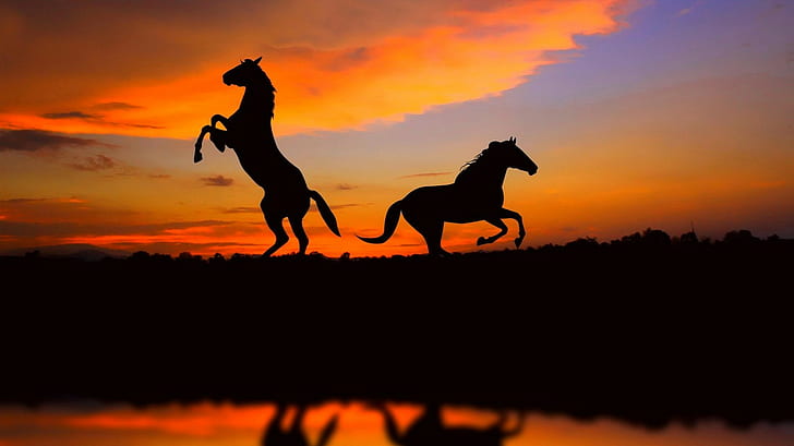 Pferdeschattenbild-Sonnenuntergang HD, Tiere, Sonnenuntergang, Pferd, Schattenbild, HD-Hintergrundbild