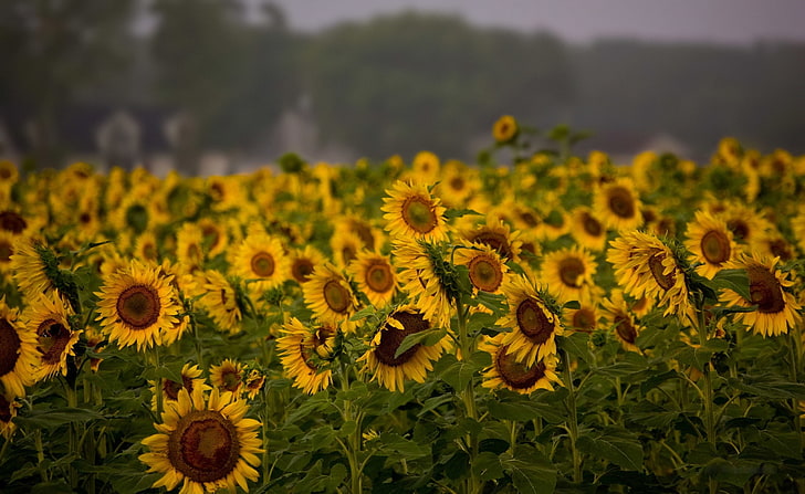 Sonnenblumenfeld, bewölkter Sommertag, Sonnenblumenlos, Natur, Landschaft, Sommer, Feld, bewölkt, Sonnenblume, HD-Hintergrundbild