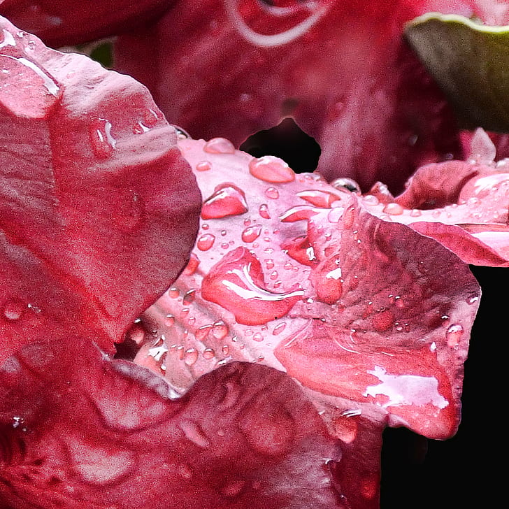 снимка отблизо на червено листно растение, малък, отблизо, снимка, червен лист, растение, рододендрон, венчелистчета, капка, червен, фонове, мокро, природа, в близък план, HD тапет