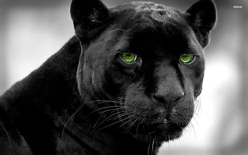 schwarzer Panther, Katzen, schwarzer Panther, Panther, HD-Hintergrundbild HD wallpaper