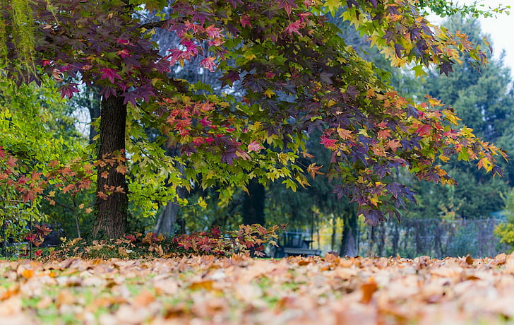 листья, деревья, природа, осень, пейзаж, пурпурный, желтый и зеленый лист дерева, листья, деревья, пейзаж, осень, HD обои