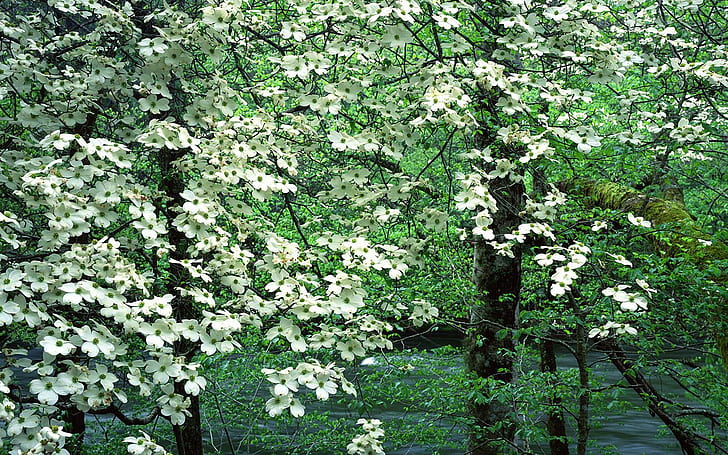 素敵な春、川、木の花、花、春、ハナミズキの木、緑、自然と風景、 HDデスクトップの壁紙