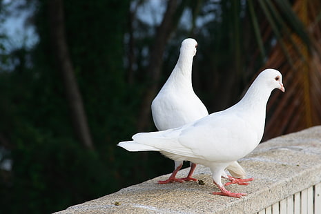 dois pombos brancos, pombos, pássaros, casal, branco, HD papel de parede HD wallpaper