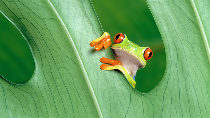 зелена и червена дървесна жаба, жаба, земноводни, червенооки дървесни жаби, HD тапет