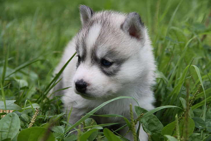 сиво и бяло кученце сибирско хъски, хъски, кученце, лице, трева, седни, HD тапет