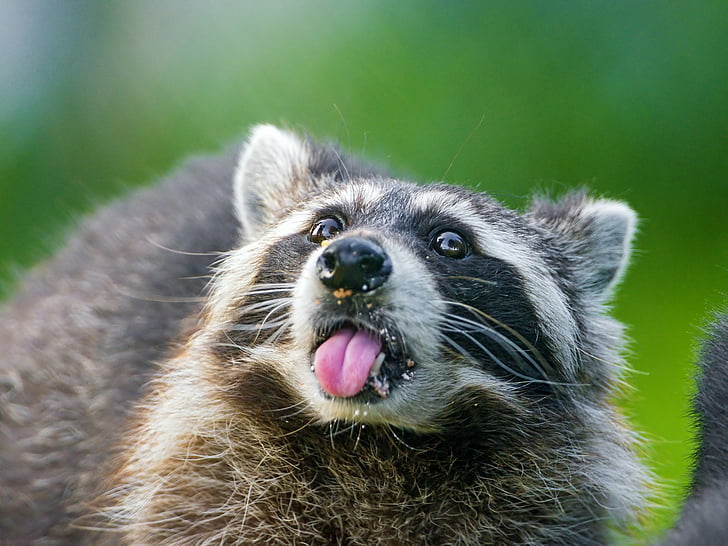 Animal, Raccoon, HD wallpaper