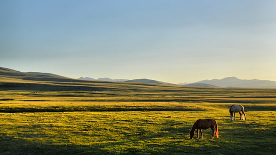 конь, кыргызстан, сонг кул, равнины, HD обои HD wallpaper