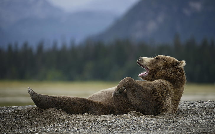 หมีหาวหมีหาว, วอลล์เปเปอร์ HD