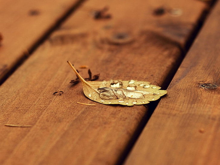 yellow leaf, leaf, autumn, fallen, wood, surface, HD wallpaper