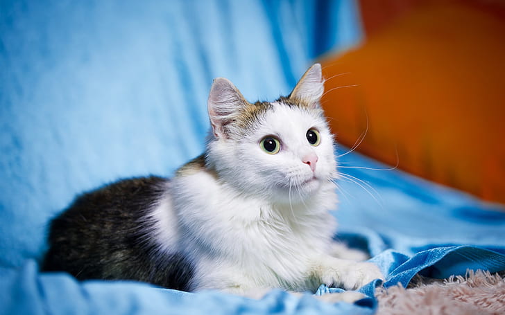 Cute pet, kitten, cat, white black, eyes, Cute, Pet, Kitten, Cat, White, Black, Eyes, HD wallpaper