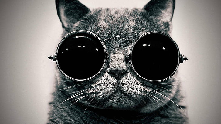 Katze mit Brille HD, Katze mit Sonnenbrille, schwarz und weiß, Katze, niedlich, Ohren, Brille, Nase, ernst, HD-Hintergrundbild