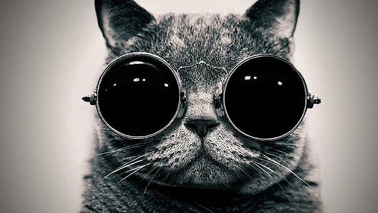 Chat avec des lunettes HD, chat avec des lunettes de soleil, noir et blanc, chat, mignon, oreilles, lunettes, nez, sérieux, Fond d'écran HD HD wallpaper