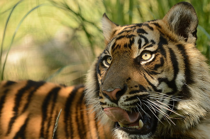 language, face, predator, pussy, © Anne-Marie Kalus, Sumatran tiger, HD wallpaper
