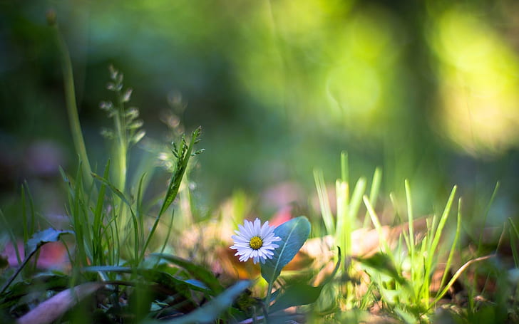 Sull'erba, macrofotografia di fiori selvatici, erba, fiori di campo, macro, fotografia, Sfondo HD