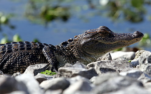 Reptilien, Felsen, Krokodile, Tierbabys, HD-Hintergrundbild HD wallpaper