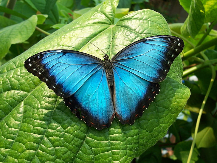 papillon bleu et noir, Summertime Blues, papillon noir, papillon papillon, nature, chattanooga tennessee, insecte, papillon - insecte, animal, animal aile, été, beauté dans la nature, faune, gros plan, multicolore, Fond d'écran HD