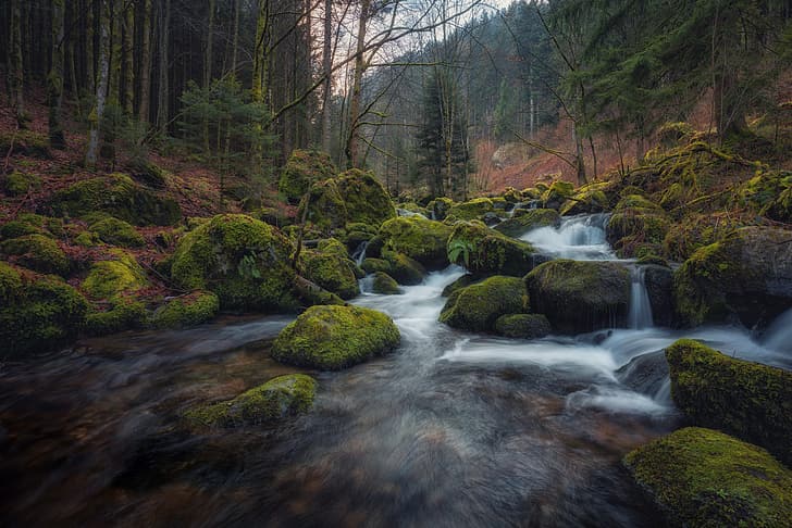 forest, stream, stones, moss, Germany, river, Baden-Württemberg, Black Forest, The black forest, HD wallpaper