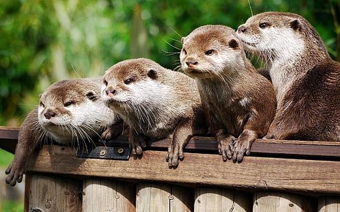 four brown otters, otter, animal, logs, HD wallpaper HD wallpaper