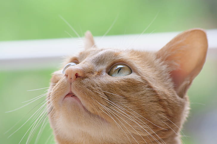 оранжевый полосатый кот, оранжевый полосатый кот, полосатый кот, наранджа, ojos, глаза, животное, лицо, домашняя кошка, домашние животные, милый, млекопитающее, кошачий, глядя, домашние животные, усы, HD обои
