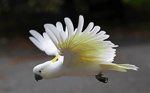Vögel, Bokeh, Kakadu, Flug, Papagei, Gelbhaubenkakadu, Flügel, HD-Hintergrundbild HD wallpaper